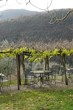 Outdoor seating under grapevines